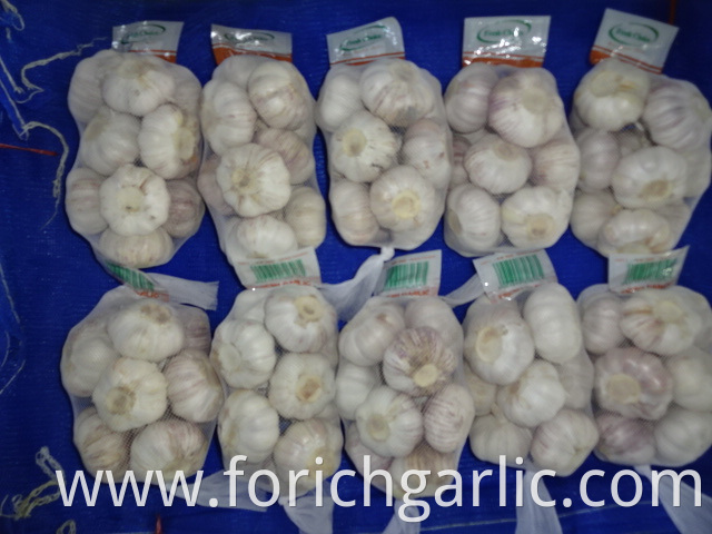 Fresh Normal Garlic 2019